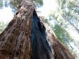 Calaveras Big Tree SP 07 : Vermont Canoe Spring